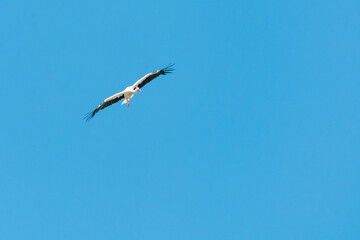 Crane flying in the blue sky