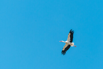 Crane flying in the blue sky