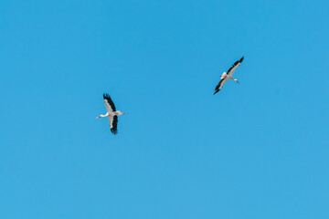 Crane flying in the blue sky