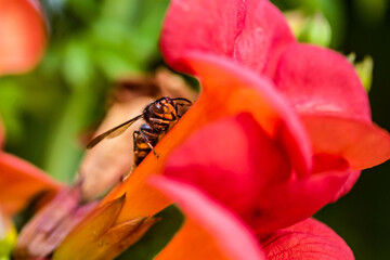 asian hornet close up in the garden
