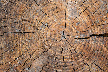 Fototapeta premium annual rings on an old cracked cross-section of a tree, close-up