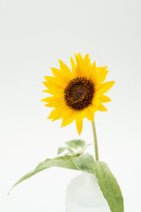 Obraz premium 満開のヒマワリ