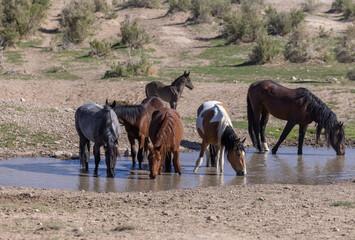 Wild Horses at a Desert Waterhole in Utah