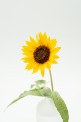 Fototapeta premium 満開のヒマワリ