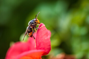asian hornet close up in the garden