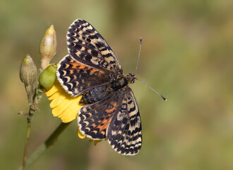 Obraz premium Spotted Fritillary