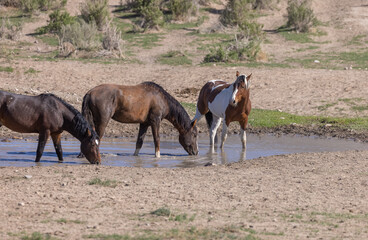 Wild Horses at a Desert Waterhole in Utah