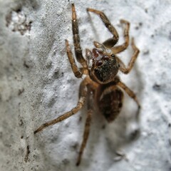 Jumping spider climbing the wall