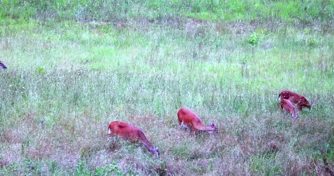 Whitetail Deer does and fauns feeding in grasses