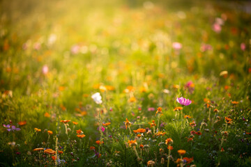 Meadow full of flowers with the real summer vibe. Sunlit floral theme with copyspace in the upper part of the photograph.