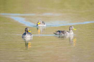 Yellow-billed Ducks Swimming in a Pond