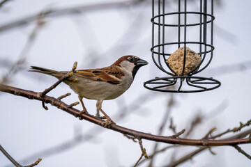 robin on a branch