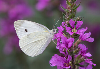 Small White