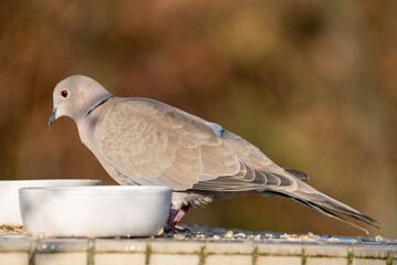 pigeon on the ground