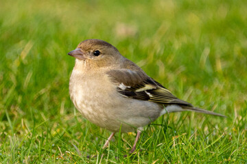robin on the grass