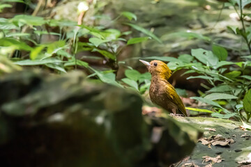 cute bird on the branch 
