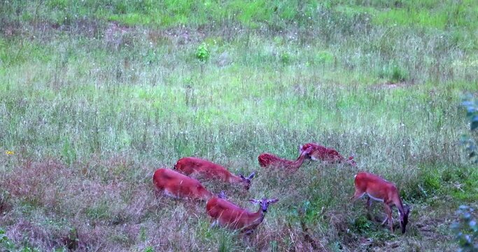 Whitetail Deer does and fauns feeding in grasses