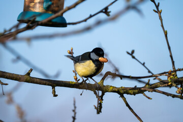 black capped kingfisher