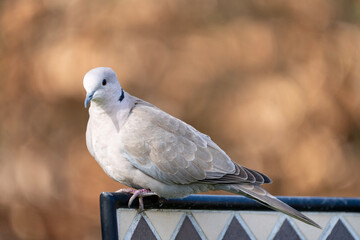 pigeon on the fence