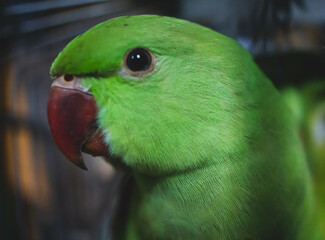 baby green parrot 