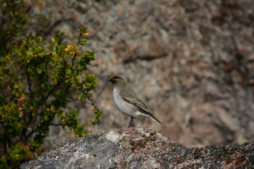 bird on the stones, Patagonian sparrow on the stone
