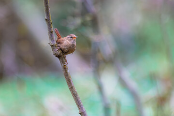 Little cute bird Wren (Troglodytes troglodytes) sitting on a branch in the forest and singing.