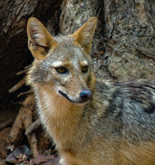 portrait of a Jackal