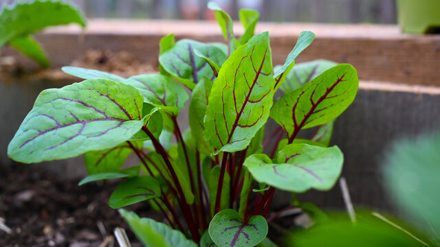 Wiesen Sauerampfer Blätter als Salat - Wildgemüse und Heilpflanze
