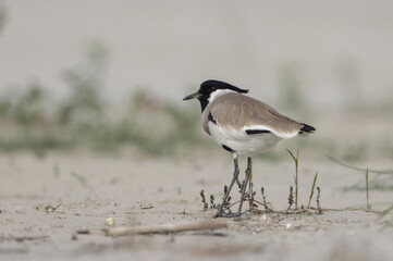River lapwing.The river lapwing is a lapwing species which breeds from the Indian Subcontinent...