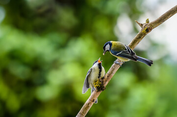 The young great tit is fed by its mother, both standing on a stick. On a blurred background is a green tree and the sky.