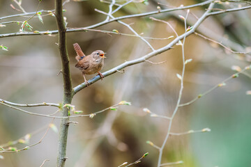 Little cute bird Wren (Troglodytes troglodytes) sitting on a branch in the forest and singing.