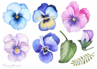 Watercolor flowers and leaves. Pansy flowers on a white background. Spring plants set. Watercolor illustration.