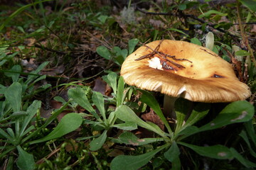 mushroom in the forest