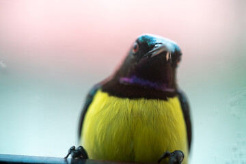 black hooded oriole bird