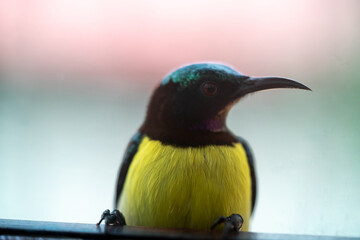 black hooded oriole bird