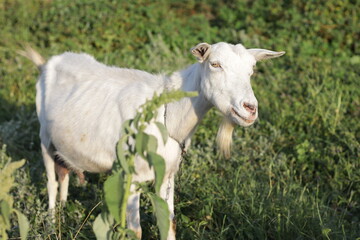 Naklejka na ściany i meble a goat grazes in the village