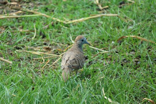 Close-up view of African collared dove (Barbary dove) standing on green grass