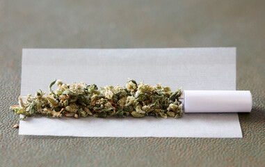 marijuana buds on cigarette paper with white filter
