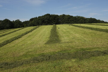 Landwirtschaft mit grüner Wiesen und Weide Wirtschaft