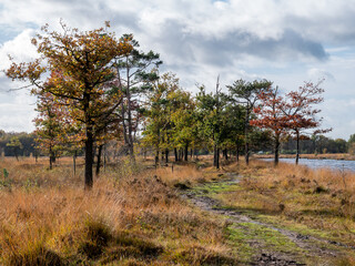 Fototapeta na wymiar Soggy path and water pool in peat bog national park Dwingelderveld, Drenthe, Netherlands