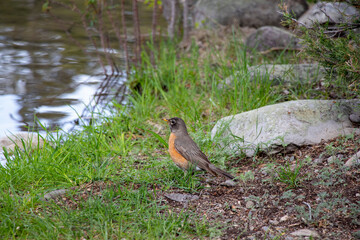 Robin by a Mountain Lake