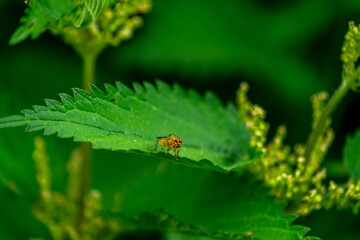 Macro shot of a yellow dung fly sitting on a green leaf