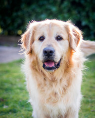 Golden retriever mâle de 5 ans.