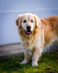 Golden retriever mâle de 5 ans.