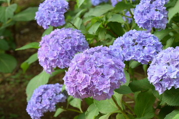屋外で咲いている美しい紫色のアジサイの花