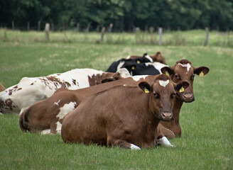 Cow01