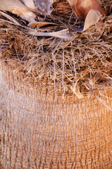 Palm tree bark surface. Palm trunk texture. Natural background with copy space.