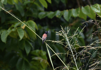 Red backed mannikin also brown backed mannikin Bird Found in Central Malawi South Africa