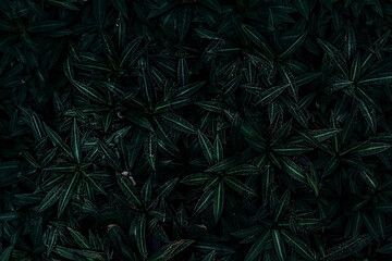 Naklejka na ściany i meble leaves in dark tone for background