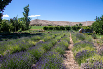 Fototapeta na wymiar Lavender Field with Blue Sky